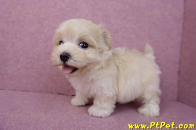 08/02奶油色馬爾泰迪公幼犬(桃園龍潭)12