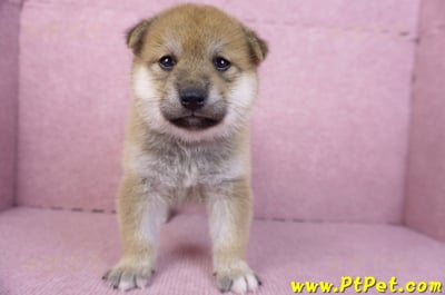 12/10赤色柴犬母幼犬2