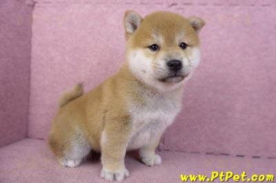 02/06赤色柴犬母幼犬3號(高雄左營)4