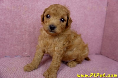 02/11紅貴賓公幼犬2號5