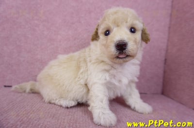 09/23泰迪比熊公幼犬1號(高雄鳳山)5