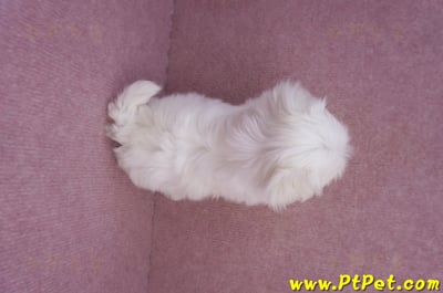 06/26迷你型馬爾濟斯公幼犬2號(高雄前金)11