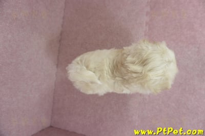 01/10奶油色馬爾泰迪母幼犬1號(新北中和)12