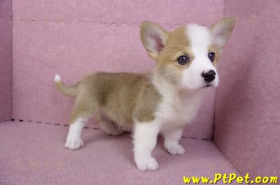 10/13雙色柯基犬母幼犬1號(台北大安)6