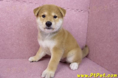 05/07赤色柴犬公幼犬(台南東區)8