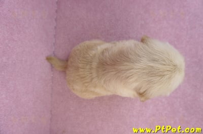 07/18黃金獵犬公幼犬7號(台北中山)11