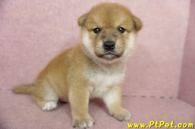 05/11赤色柴犬公幼犬2號(新北三重)3