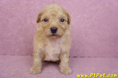 08/12泰迪比熊公幼犬1號(台中)1