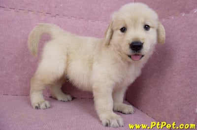 07/18黃金獵犬公幼犬3號(桃園中壢)4