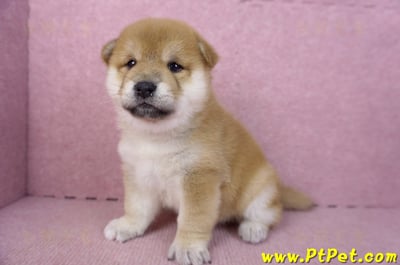 01/16赤色柴犬母幼犬2號6