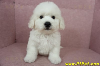 05/22比熊犬公幼犬(屏東潮州)3