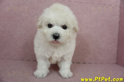 01/13泰迪比熊公幼犬(桃園市)3