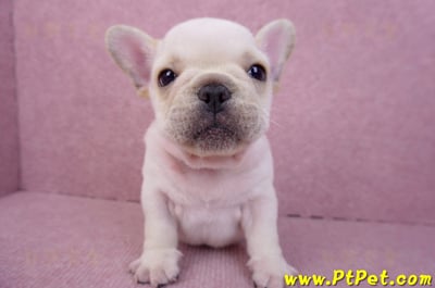 07/25奶油色法國鬥牛公幼犬(台北士林)3