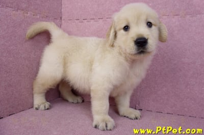 07/18黃金獵犬公幼犬3號(桃園中壢)3