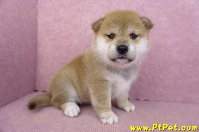 09/10赤色柴犬母幼犬2
