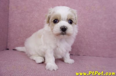07/18馬爾泰迪母幼犬2