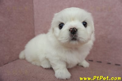 05/27北京狗母幼犬(台北萬華)4