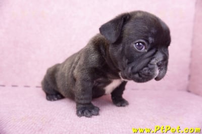 03/21虎斑色法國鬥牛公幼犬6