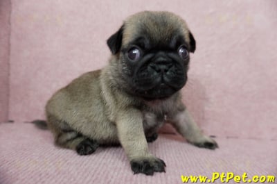 04/02巴哥公幼犬4號(新北樹林)9