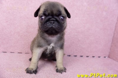 07/09巴哥母幼犬2號(桃園觀音)3