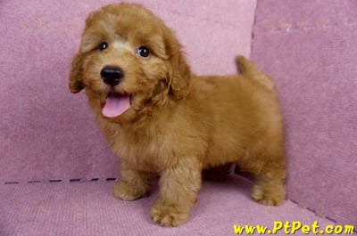 05/22迷你型紅貴賓公幼犬(新竹湖口)7