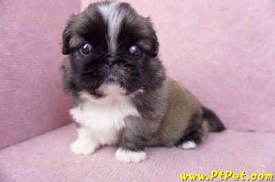 12/17棕色北京狗公幼犬(高雄左營)6