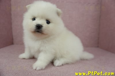 12/27迷你型松鼠白博美母幼犬1號(高雄鳳山)6