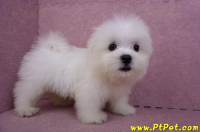 07/26迷你型馬爾濟斯公幼犬1號(台北大同)6