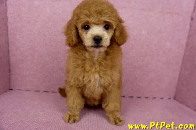 05/22迷你型紅貴賓母幼犬(屏東高樹)3