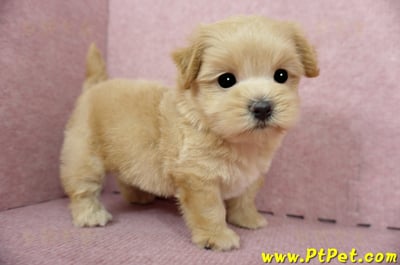 04/23奶油色馬爾泰迪公幼犬3號(台東卑南)5