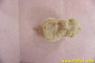 2/23奶油色馬爾泰迪 II 母幼犬(花蓮吉安)7