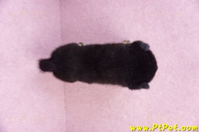 10/15黑色柴犬公幼犬2號(屏東九如)7