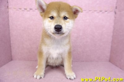 06/02赤色柴犬公幼犬(高雄林園)1
