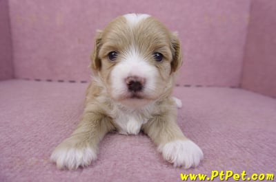 01/30馬爾泰迪公幼犬1號3