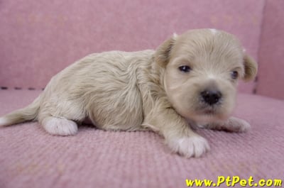 10/03馬爾泰迪母幼犬4