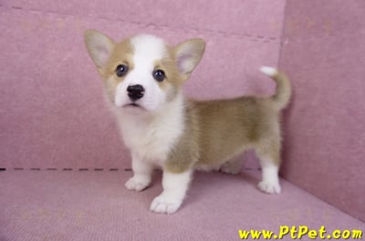 10/13雙色柯基犬母幼犬1號(台北大安)7