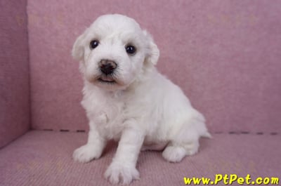 02/14比熊犬公幼犬1號(彰化大村)6