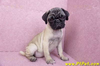 06/23巴哥母幼犬(高雄前鎮)7