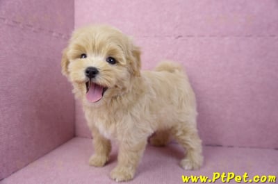 11/23馬爾泰迪公幼犬1號(高雄茂林)13