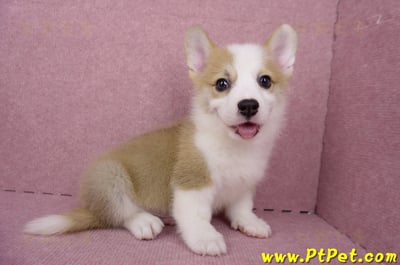 05/27雙色柯基犬公幼犬1號(台北大安)7