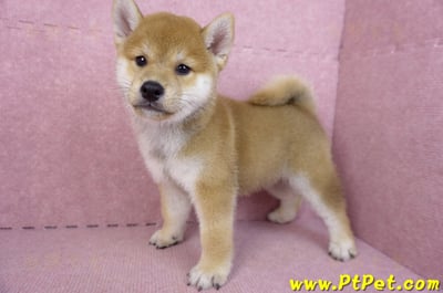 07/22赤色柴犬公幼犬(桃園中壢)7