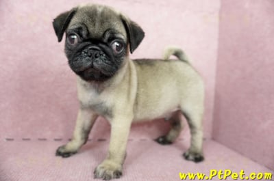 04/02巴哥公幼犬(屏東崁頂)5