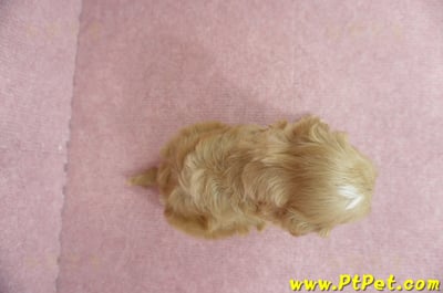 05/05奶油色馬爾泰迪公幼犬3號(高雄)6