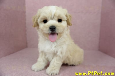 01/10奶油色馬爾泰迪公幼犬2號(花蓮光復)12