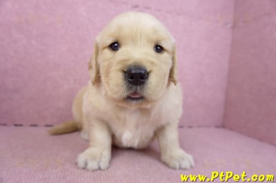 03/12黃金獵犬母幼犬1號1