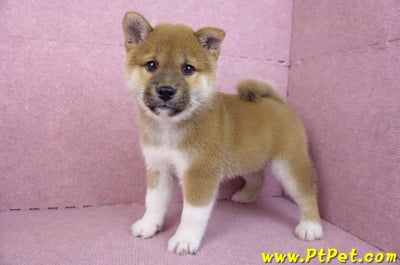 11/19赤色柴犬公幼犬(台中豐原)7