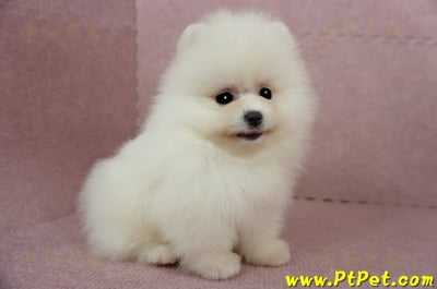 03/14迷你型松鼠白博美公幼犬1號(台北信義)5