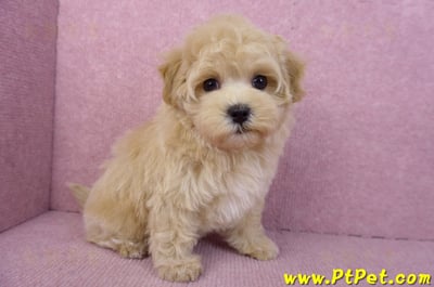 11/23馬爾泰迪母幼犬1號(新北永和)4