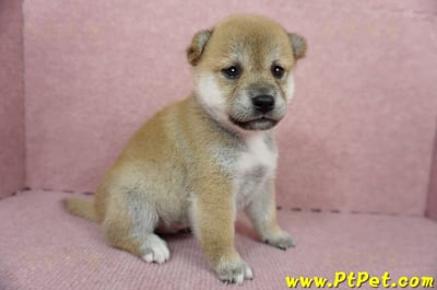 04/29赤色柴犬母幼犬2號(高雄鼓山)2