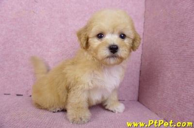 08/12泰迪比熊母幼犬(高雄鼓山)5